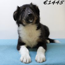 Sheltie 270125 M(SK7940) 130625.jpg