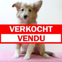 Sheltie 060225 F(SK7940) 130625 verkocht - vendu.jpg