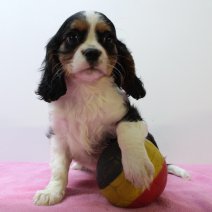 Cavalier King Charles 010425 F(BE6665) 130625.jpg