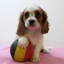 Cavalier King Charles 010425 F(BE6666) 130625.jpg