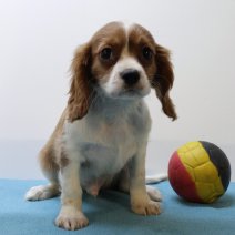 Cavalier King Charles 070425 M(BE6743) 130625.jpg