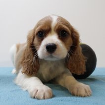 Cavalier King Charles 070425 M(BE6600) 130625.jpg