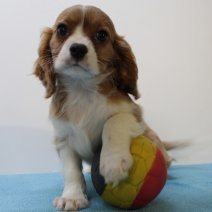 Cavalier King Charles 070425 M(BE6604) 130625.jpg