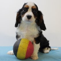 Cavalier King Charles 010425 M(BE6783) 130625.jpg
