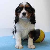 Cavalier King Charles 010425 M(BE6630) 130625.jpg