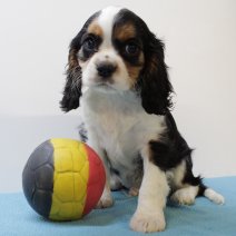 Cavalier King Charles 010425 M(BE6710) 130625.jpg