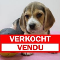 beagle  M  090425  (BE6589) 060625 Verkocht - Vendu.jpg