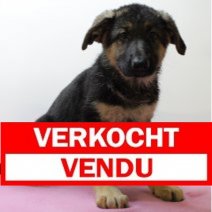 Duitse Herder F 300325 (BE2972) 110625 Verkocht - Vendu.jpg
