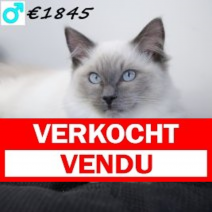 Ragdoll 080125 M(CZ4205) 110625.verkocht.png