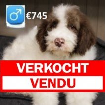 Lagotto Romagnolo 311024 (HU7940) 110325 Verkocht - Vendu.jpg