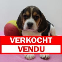 beagle  F  090425  (BE6562) 060625 Verkocht - Vendu.jpg