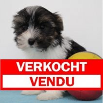 Biewer yorkshire M 100425 (BE6678) 130625 Verkocht - Vendu.jpg