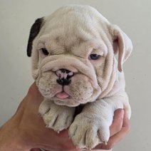 Engelse Bulldog af te halen rond 10-08-2025 (10).jpg