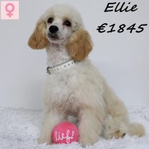 Dwergpoedel Ellie 091224 F(HU9624) 150625.jpg