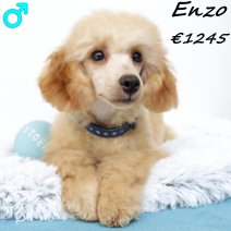 Dwergpoedel Enzo 091224 M(HU9618) 150625.jpg