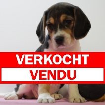 beagle  F  090425  (BE6610) 060625 verkocht - vendu.jpg