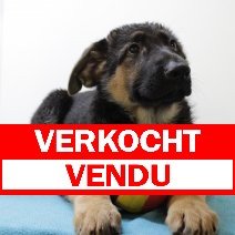 Duitse Herder M 300325 (BE2916) 110625 verkocht - vendu.jpg