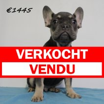 franse bulldog 030125 M(HU9711) 270525 verkocht - vendu.jpg