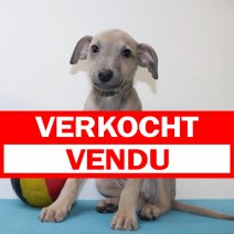 Italiaanse Windhond 010425 M(BE4741) 040625 verkocht - vendu.jpg