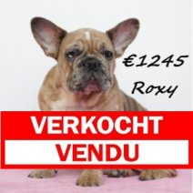 Franse Bulldog Roxy 260924 F(HU7848) 060425 Verkocht - Vendu.jpg
