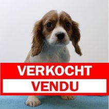 Cavalier King Charles 070425 M(BE6743) 130625 Verkocht - Vendu.jpg