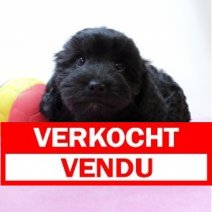 Cavapoo 290325 F(BE5330) 040625 Verkocht - Vendu.jpg