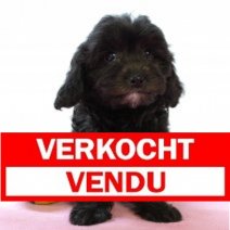 Cavapoo 290325 F(BE4976) 040625 Verkocht - Vendu.jpg