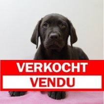 labrador F 020325 (BE9056) 160525 Verkocht - Vendu.jpg