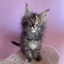 Maine Coon af te halen rond 31-07-2025 CZ (1).jpg
