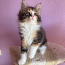 Maine Coon af te halen rond 31-07-2025 CZ (2).jpg
