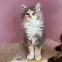 Maine Coon af te halen rond 31-07-2025 CZ (3).jpg