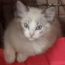 Ragdoll af te halen rond 17-07-2025 CZ (2).jpg