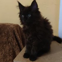Maine Coon af te halen rond 31-07-2025 CZ (4).jpg
