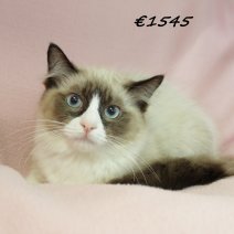 Ragdoll F 180225(CZ4185) 170625..jpg