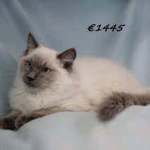 Ragdoll M 140225(CZ4190) 170625..jpg