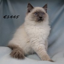 Ragdoll M 140225(CZ41392) 170625..jpg