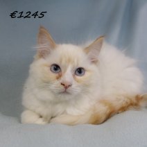 Ragdoll M 180225(CZ4194) 170625..jpg