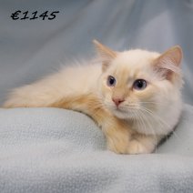 Ragdoll M 180225(CZ4201) 170625..jpg