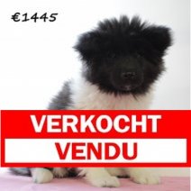 american akita 030225 F (HU1139) 210525 Verkocht - Vendu.jpg