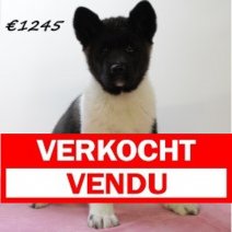 american akita 030225 M (HU1138) 210525 Verkocht - Vendu.jpg