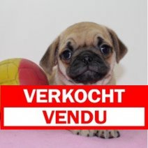 Mops 020425 F(BE4567) 040625 Verkocht - Vendu.jpg