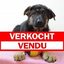 Duitse Herder F 300325 (BE2976) 110625 verkocht - vendu.jpg