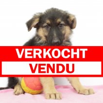 duitse herder F 200325 (BE3047) 270525 verkocht - vendu.jpg