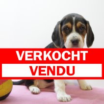 beagle  M  090425  (BE6614) 060625 verkocht - vendu.jpg