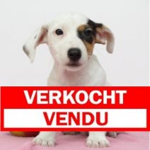 Jack Russell 030425 F(BE6657) 010625 Verkocht - Vendu.jpg