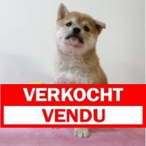 Shiba inu 210325 F (BE6648) 160525 Verkocht - Vendu.jpg