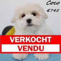Havanezer Coco 260225 M(BE2311) 020525 Verkocht - Vendu.jpg