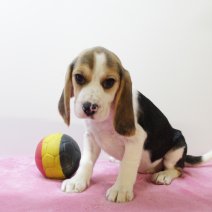 Beagle F 160425 (BE6543) 180625.JPG
