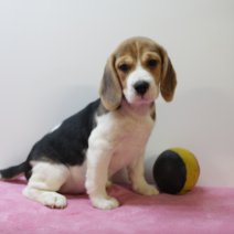 Beagle F 160425 (BE6544) 180625.JPG