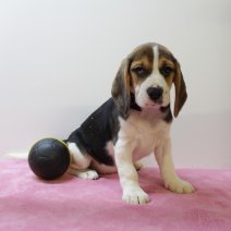 Beagle F 160425 (BE6547) 180625.JPG